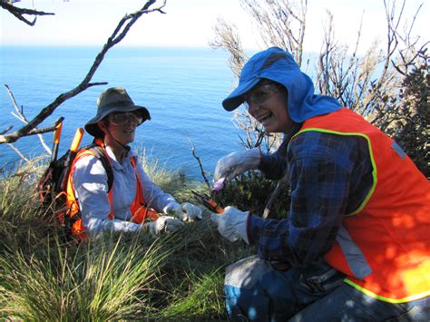 maatsuyker island caretaker program.